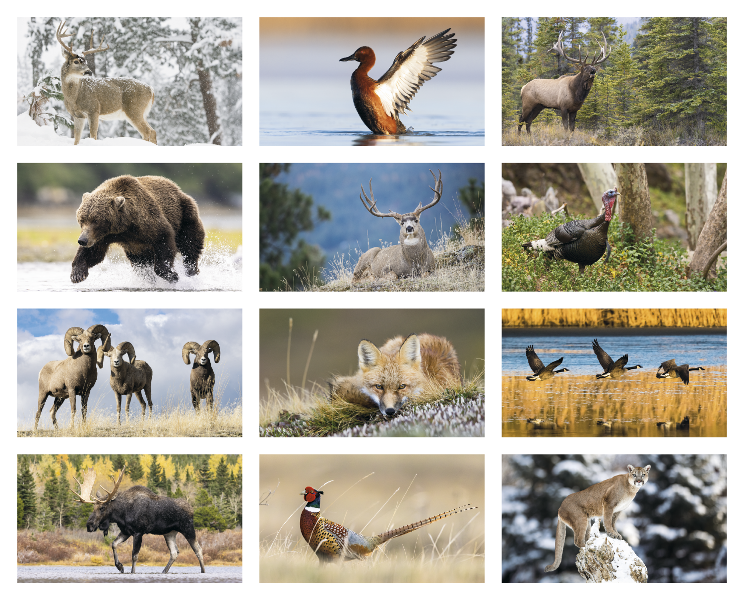 Triumph® Calendars North American Wildlife Calendar 27