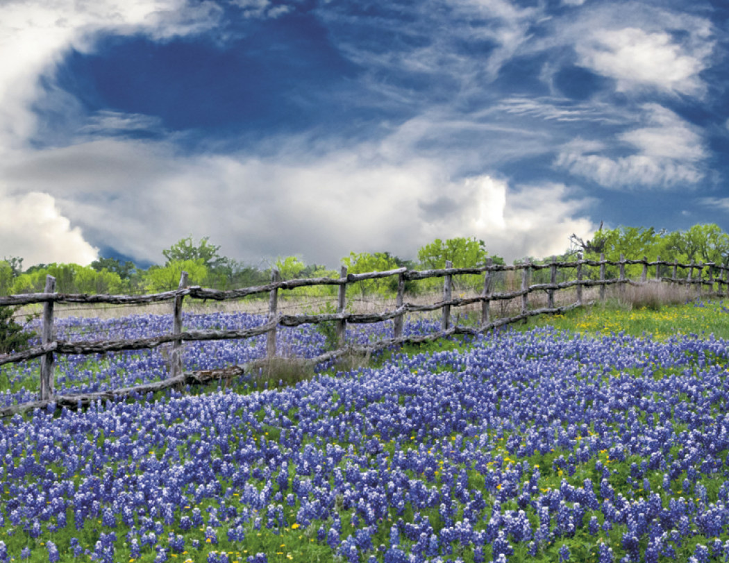 HotLine® Products Texas Appointment Calendar - Spiral 72