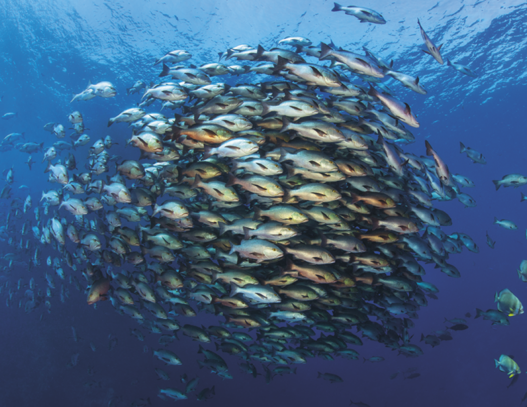 Good Value™ Ocean Glory - Stapled Calendar 46