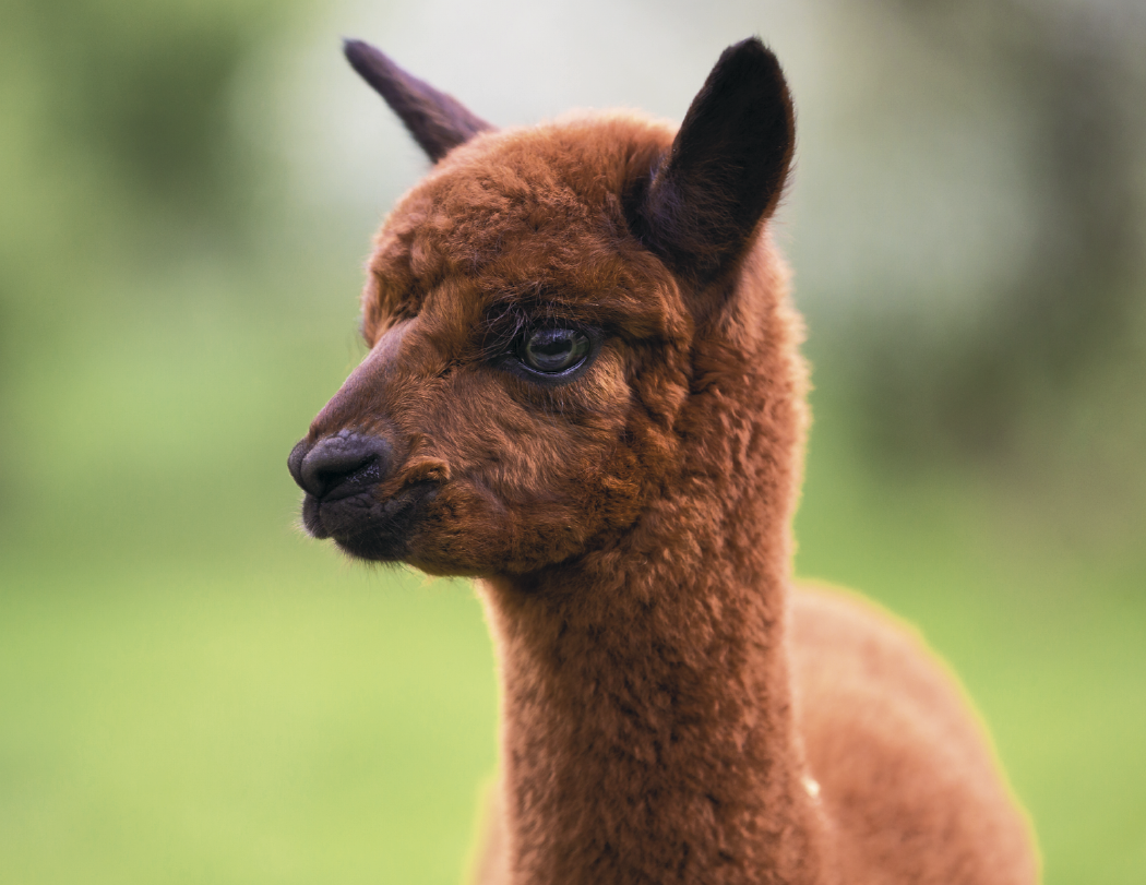 Good Value™ Baby Farm Animals - Stapled Calendar 66