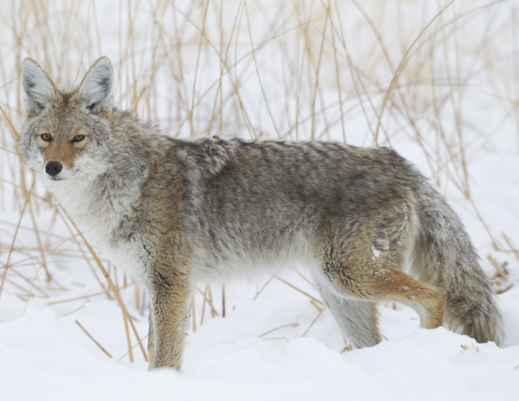 Triumph® Calendars Southcentral Sportsman Calendar 50