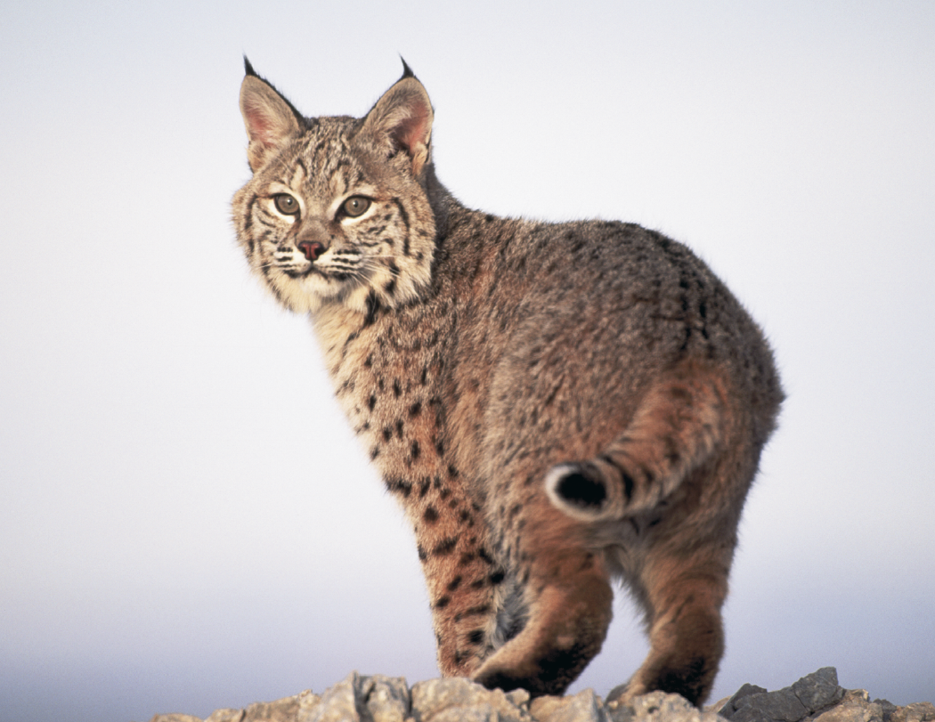 HotLine® Products Wildlife Appointment Calendar - Stapled 44