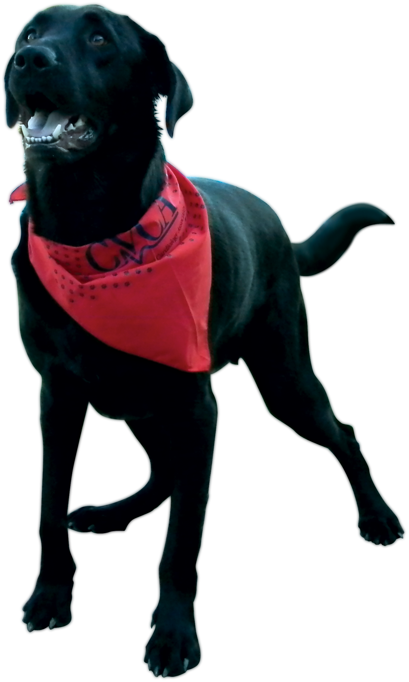 Bandanna Pet Triangle 9