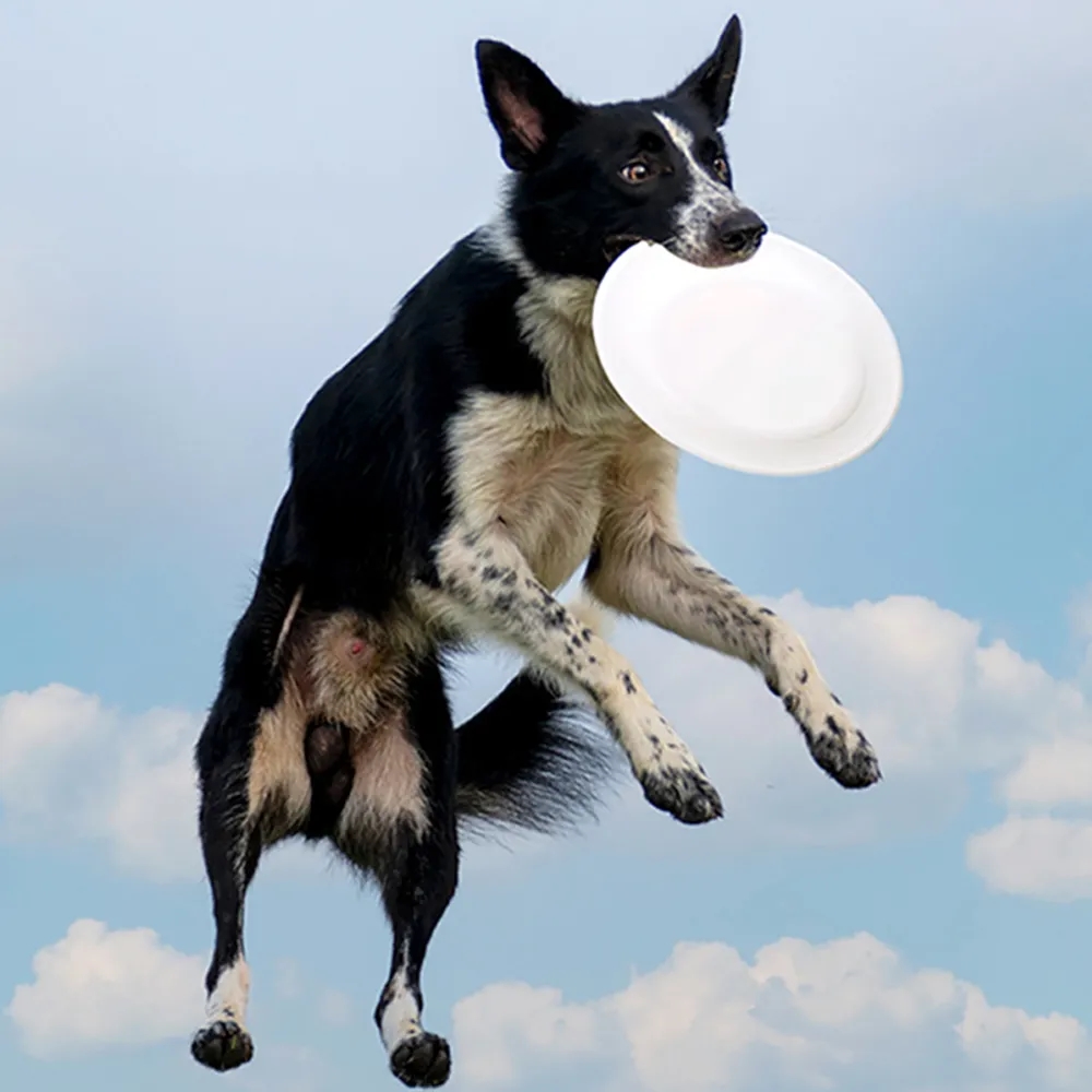 World's Toughest Canine Competition Dog Flying Disc Toy Pets 12