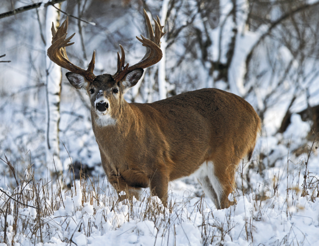HotLine® Products Trophy Whitetail Deer Appointment Calendar - Stapled 50