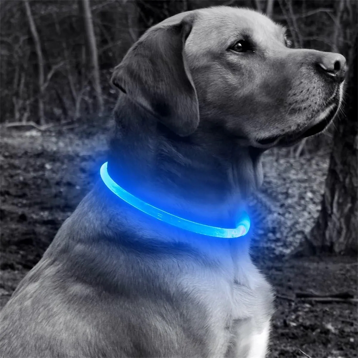 Brightest Light Up Dog Collars LED USB Rechargeable 4