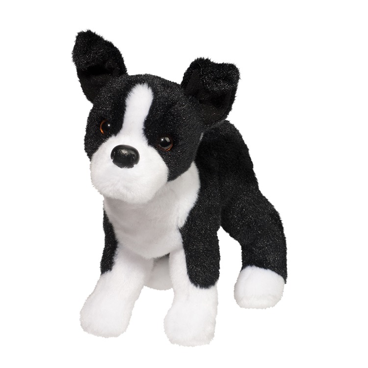 Quincy Boston Terrier 2