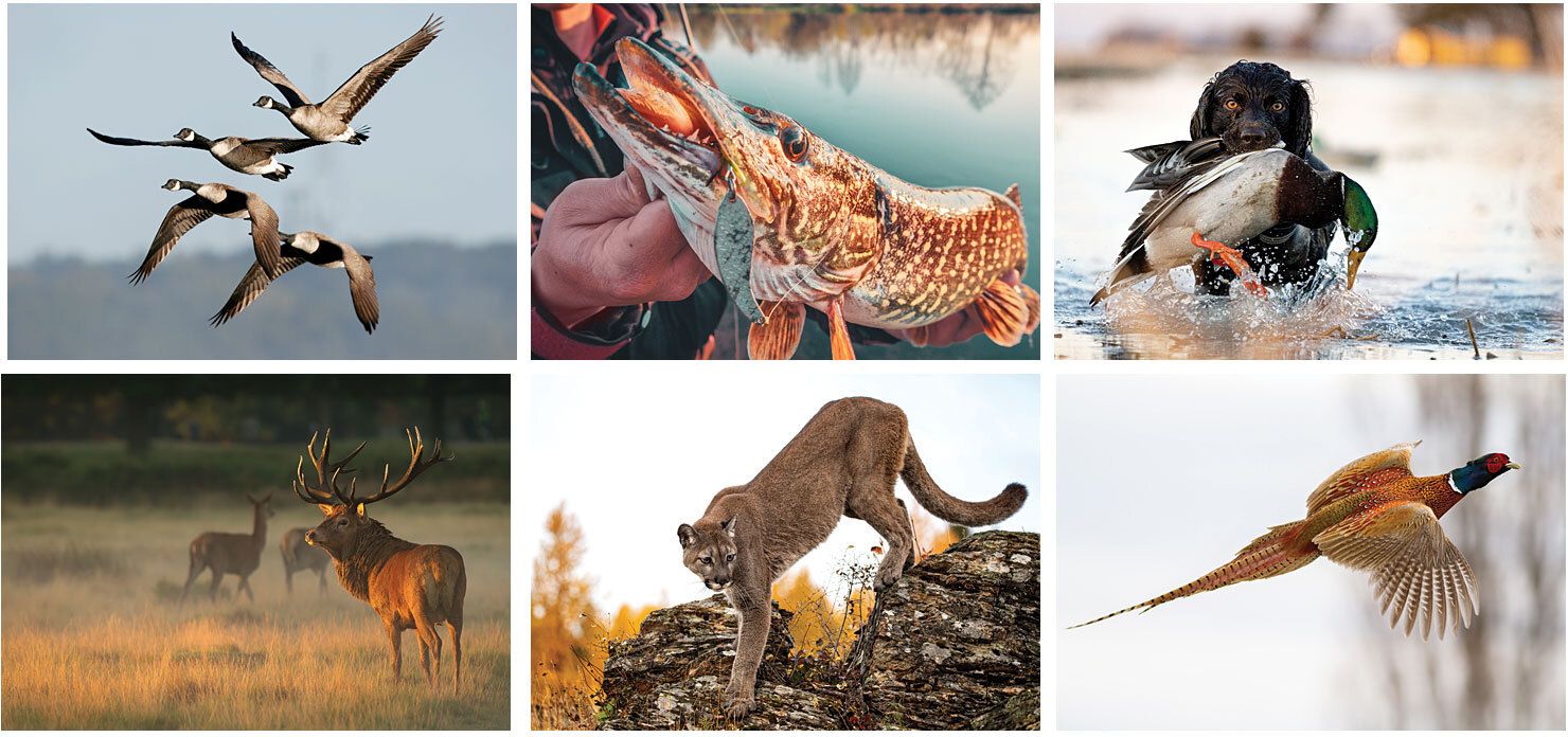 FULL COLOR SPORTSMAN SPIRAL WALL CALENDAR