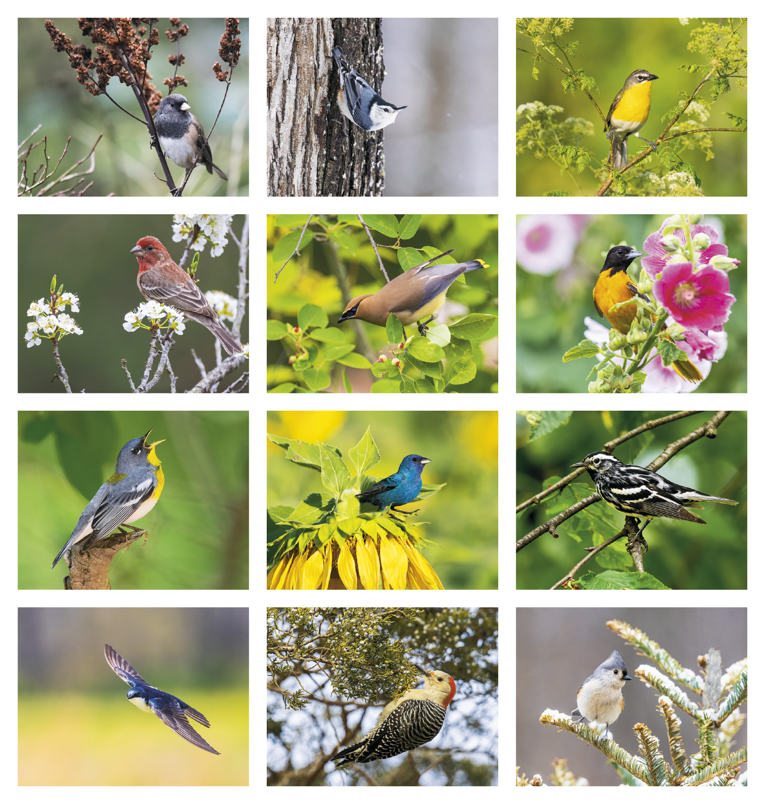 HotLine® Products Songbirds Appointment Calendar - Stapled 15