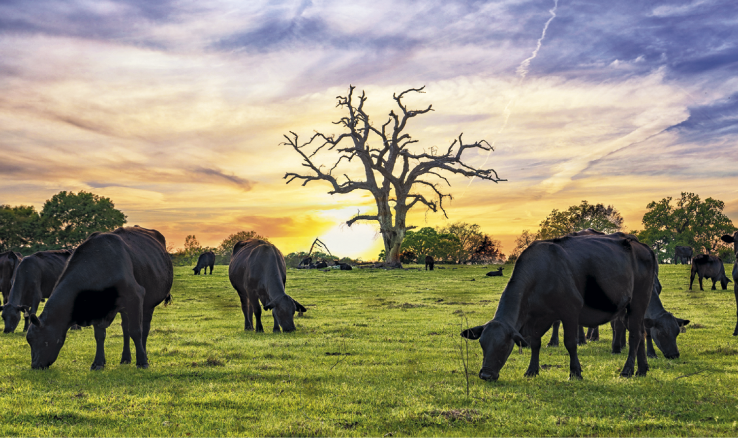 Triumph® Calendars Single Pocket Calendar 2