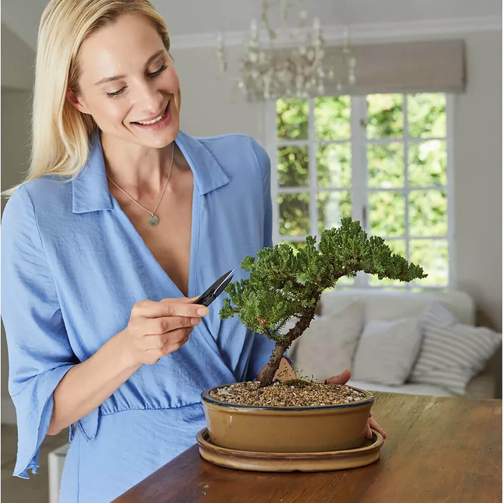 Bonsai Tree Starter Kit