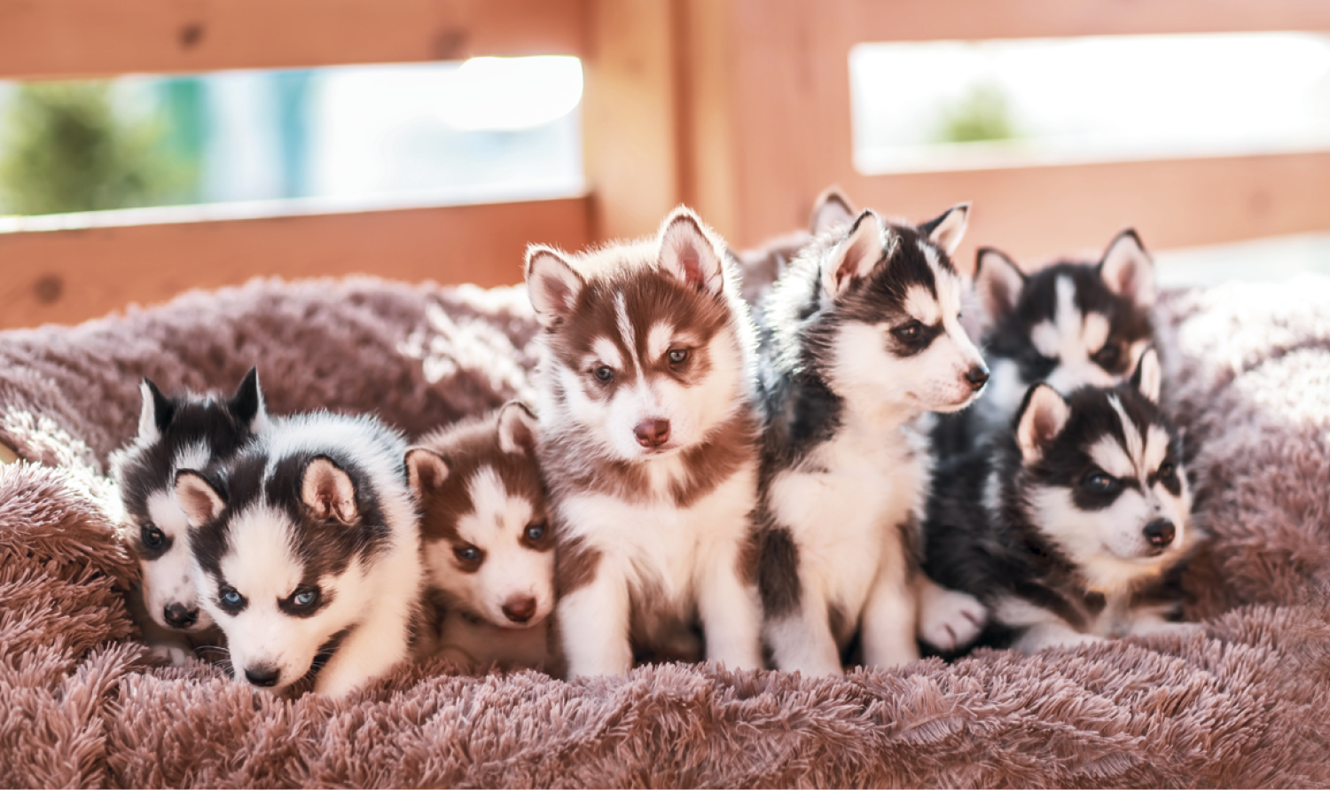 Triumph® Calendars Single Pocket Calendar 16