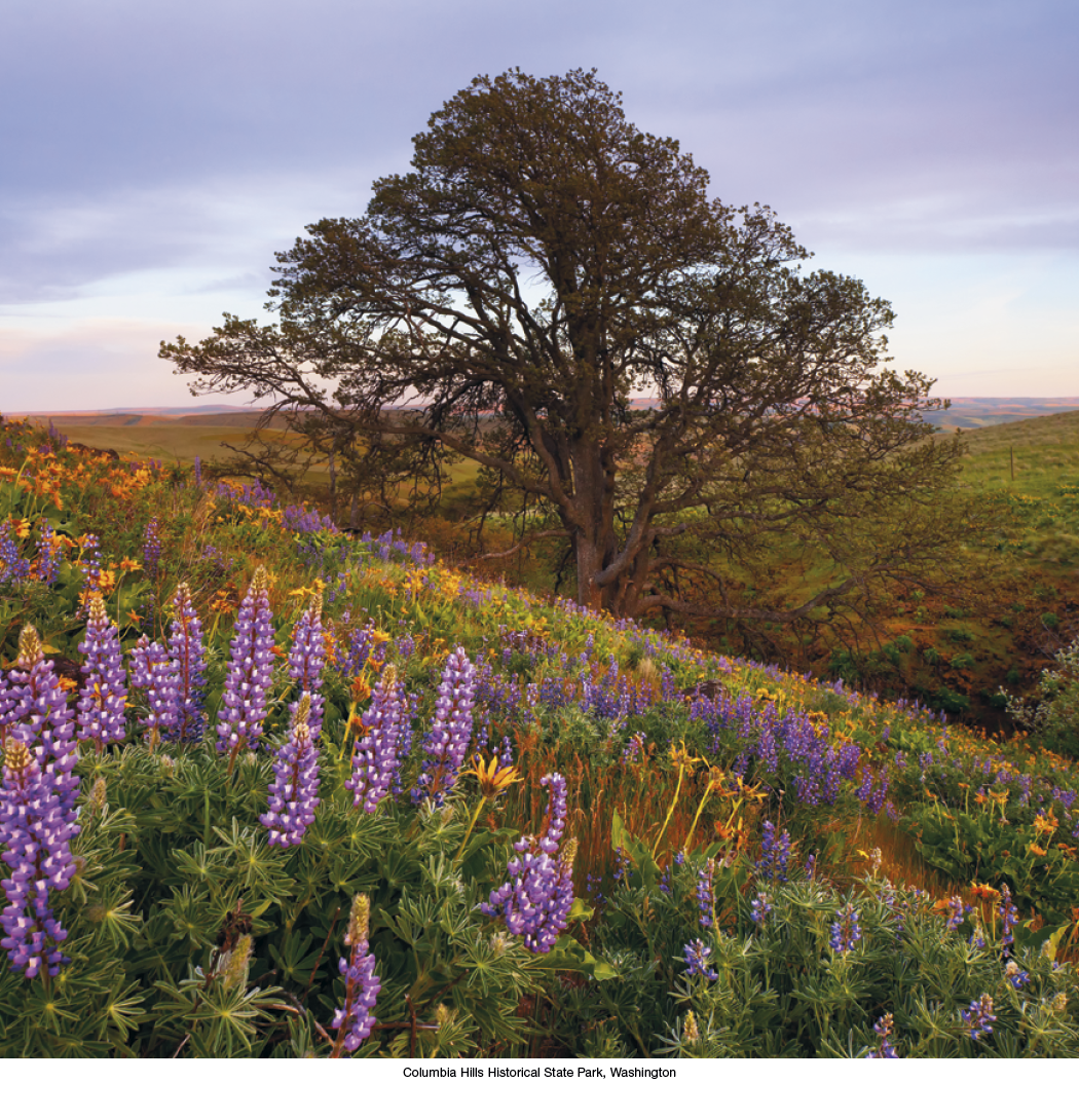 HotLine® Products Scenic America® Executive 44