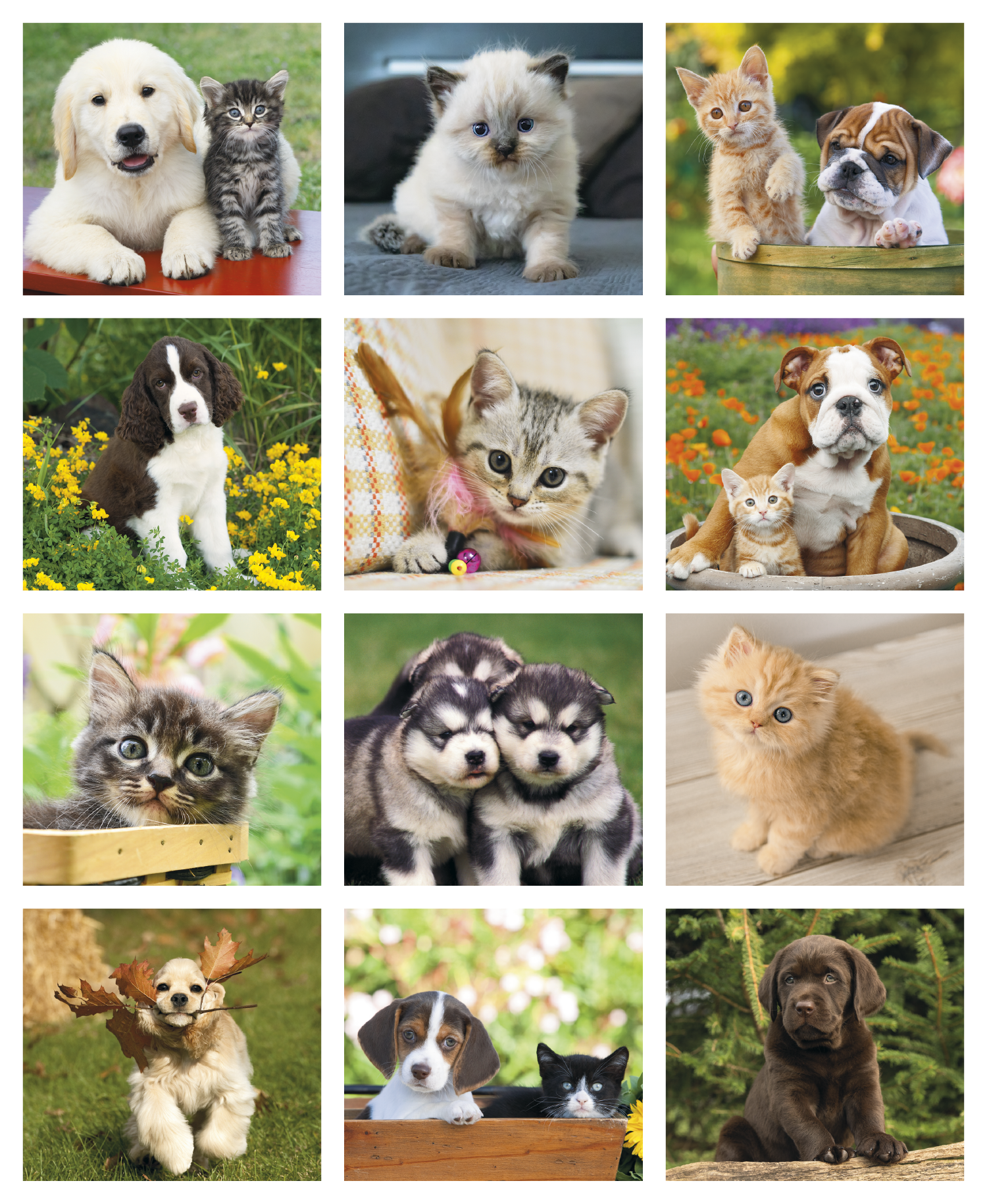 Good Value™ Puppies & Kittens - Mini Calendar 36