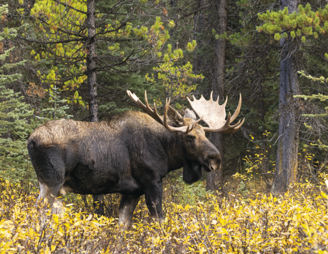 HotLine® Products Wildlife Appointment Calendar - Stapled 17