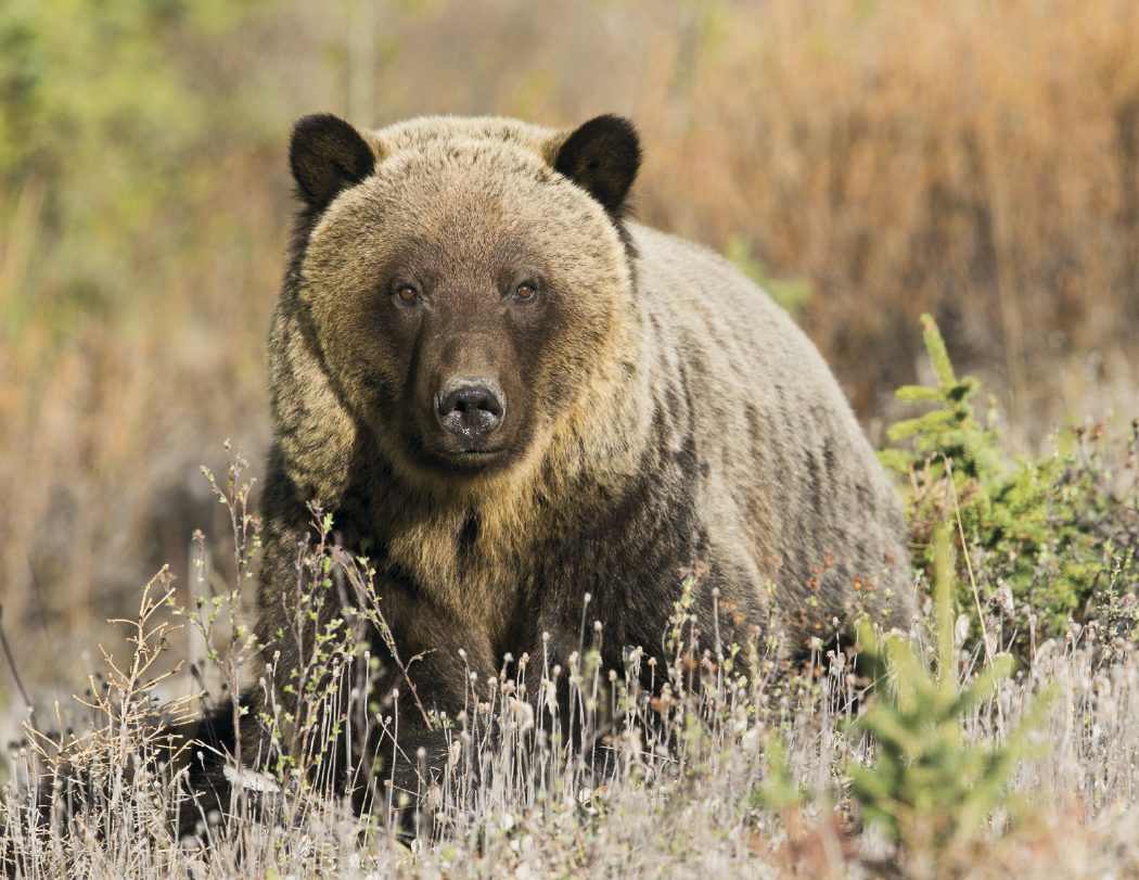 Triumph® Calendars Sportsman Calendar 15