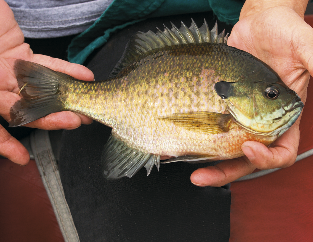 HotLine® Products Fishing Guide Appointment Calendar - Stapled 39