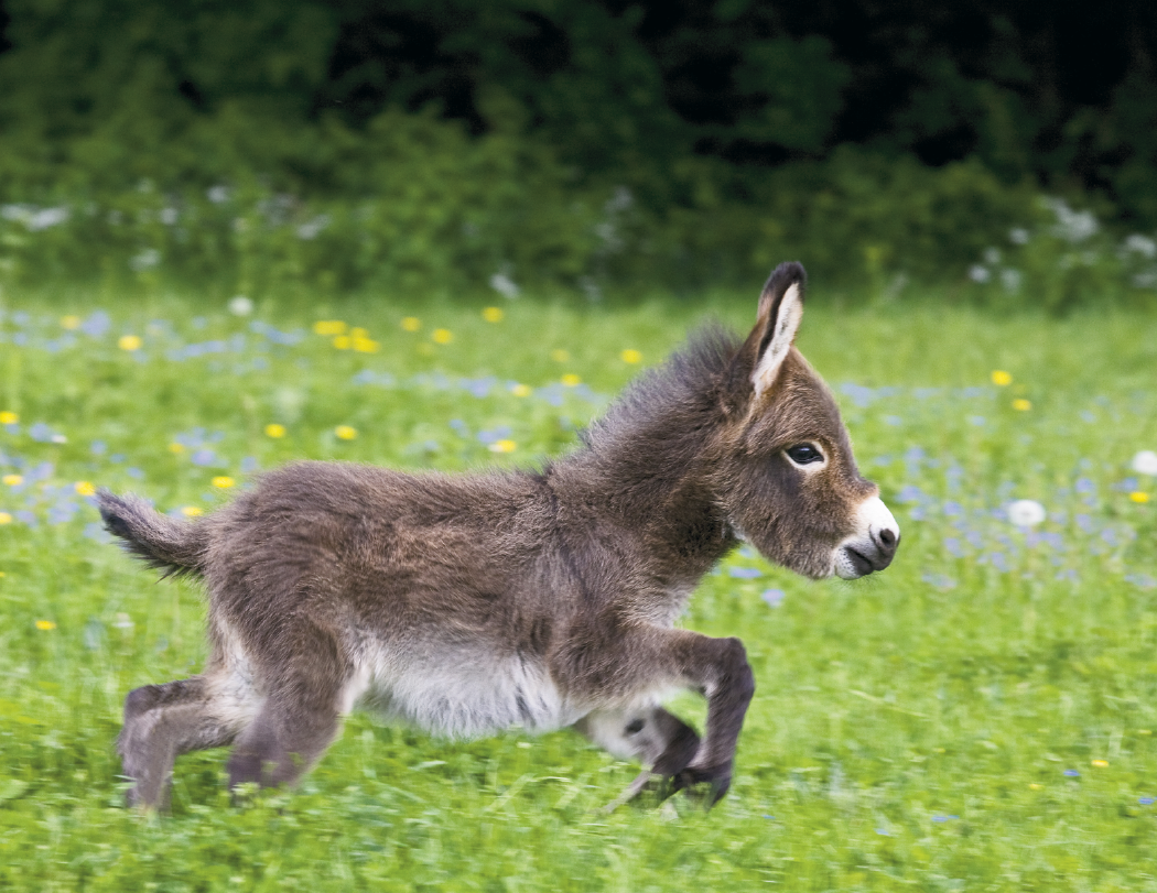 Good Value™ Baby Farm Animals - Stapled Calendar 3