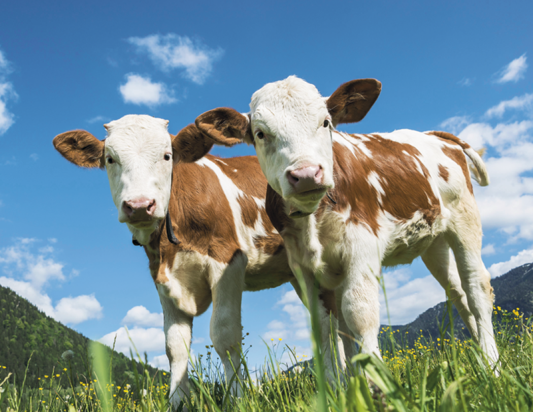 Good Value™ Baby Farm Animals - Stapled Calendar 68