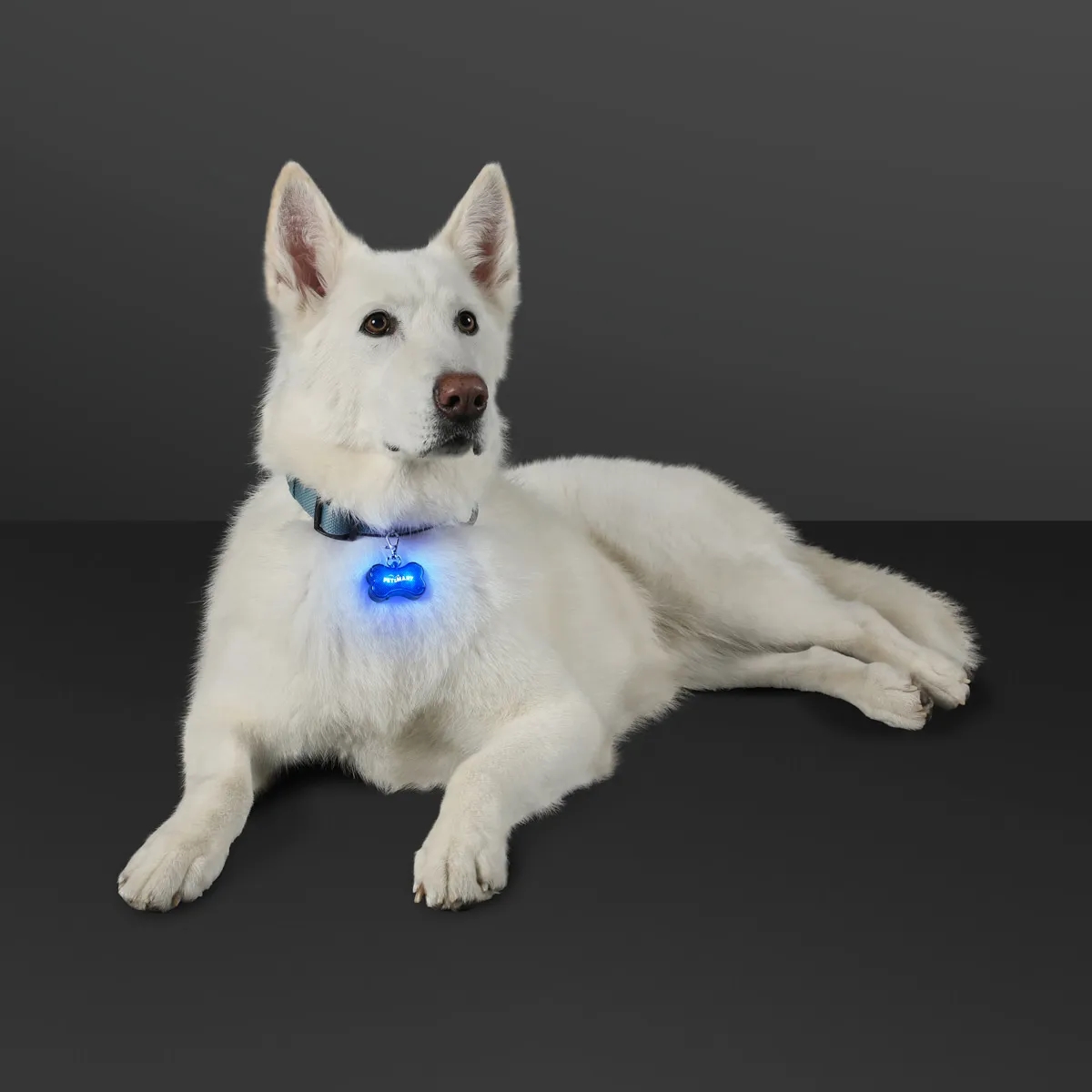 LED Dog Bone Safety Pet Light 9