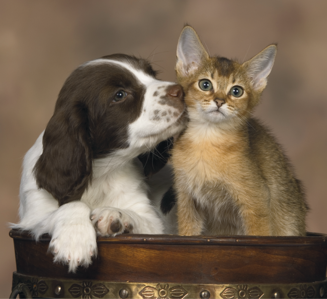 Good Value™ Puppies & Kittens - Mini Calendar 44