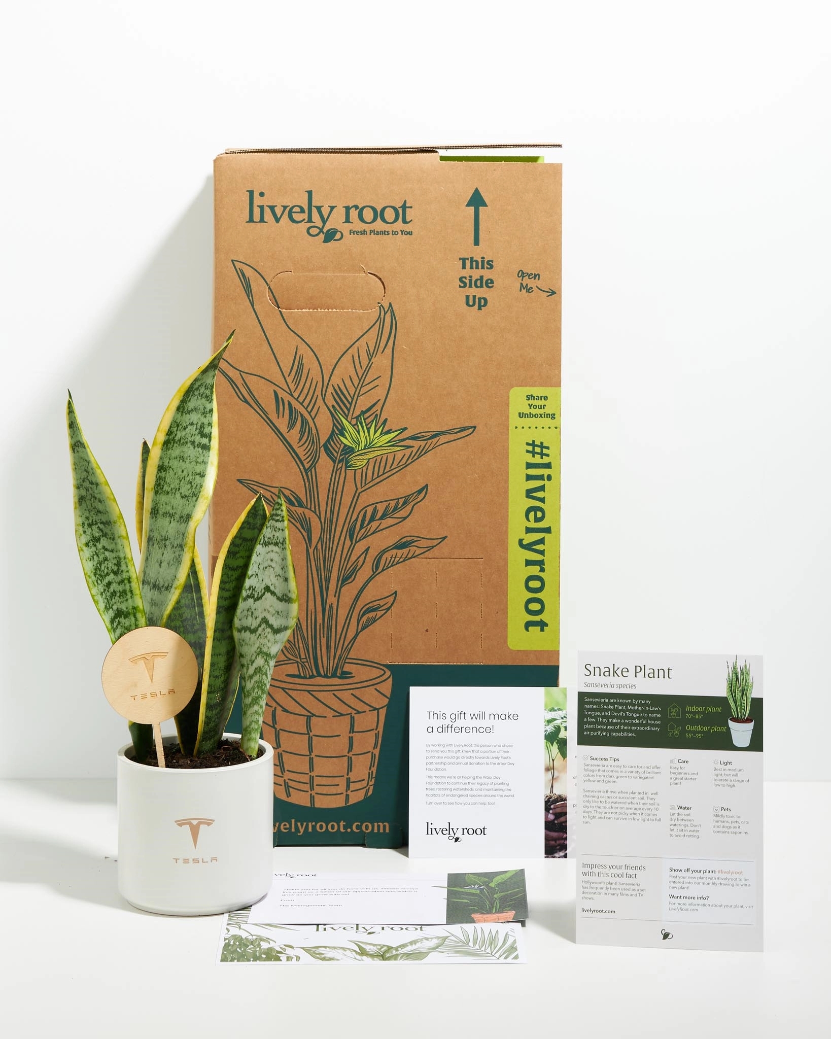 Lil' Bit Variegated Laurentii Snake Plant