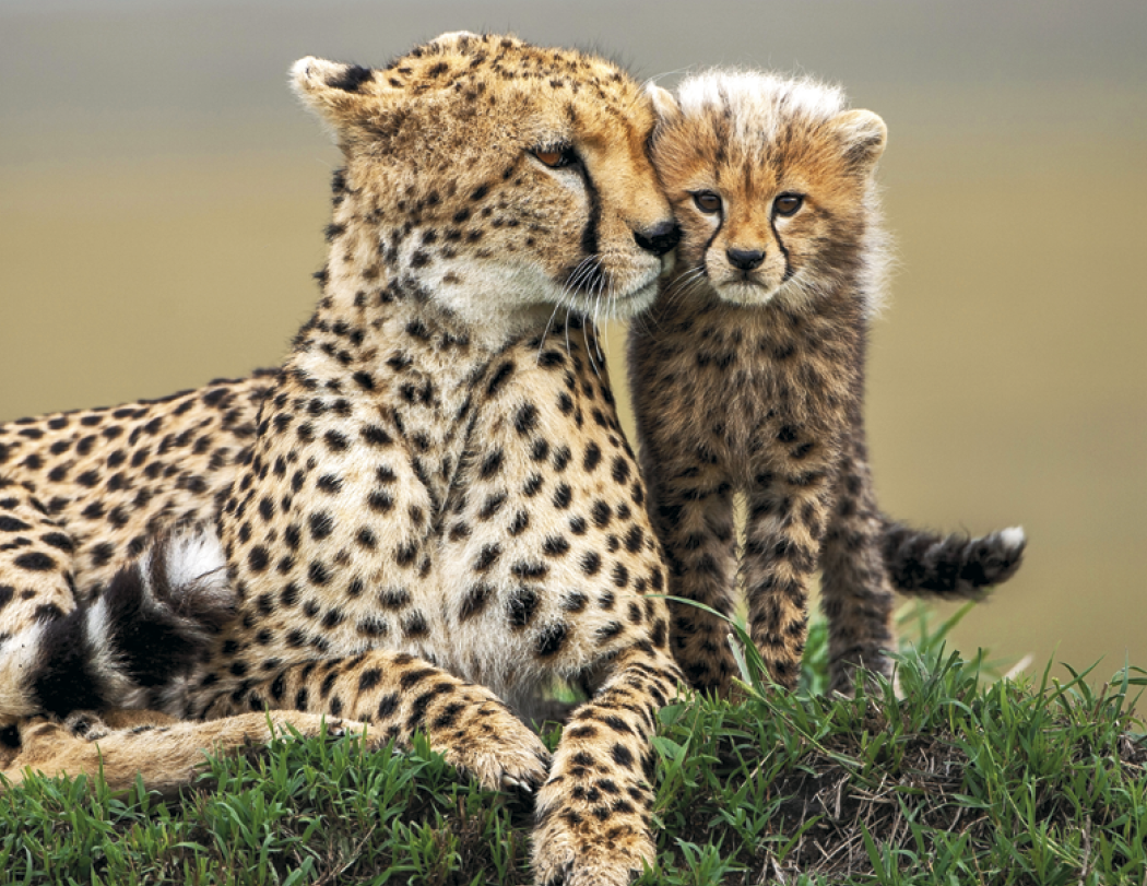 HotLine® Products Animal Babies Appointment Calendar - Stapled 66