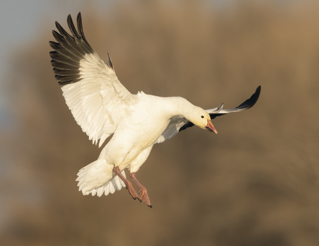 Good Value™ Waterfowl - Stapled Calendar