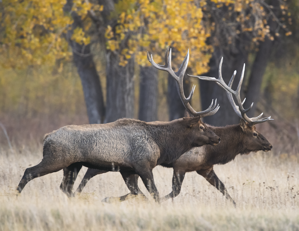 HotLine® Products Wildlife Appointment Calendar - Stapled 19