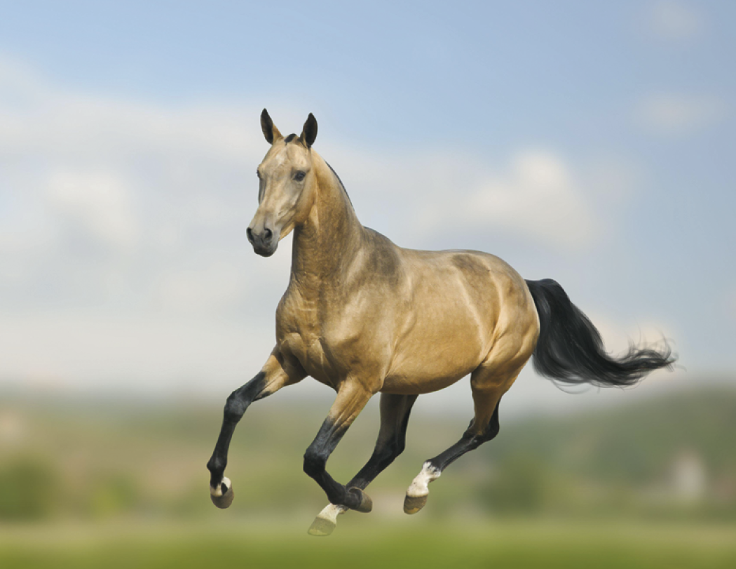 Triumph® Calendars Horses Calendar 22