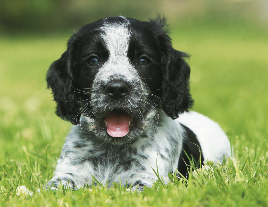 Triumph® Calendars Puppies Calendar 1