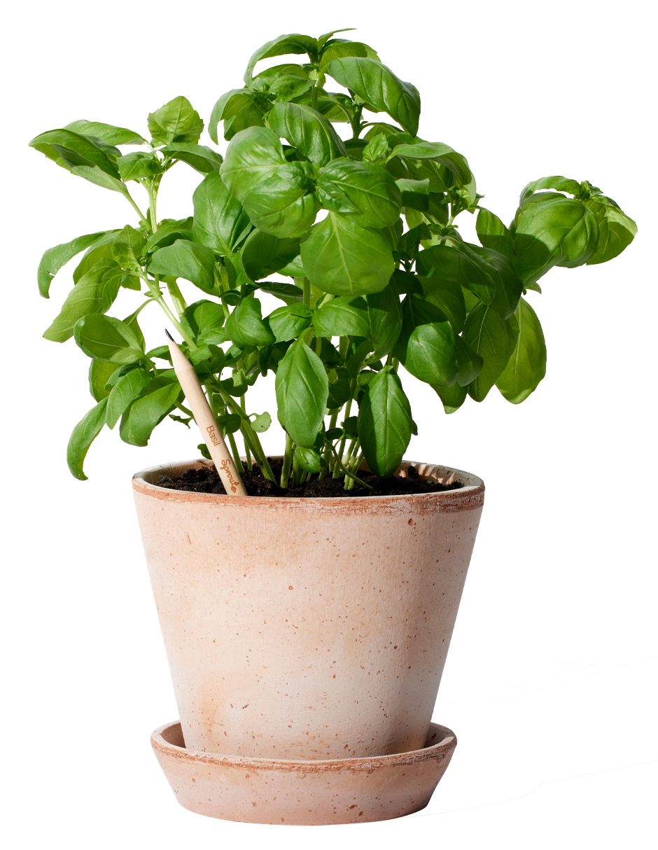 SproutWorld™ Pencil 11