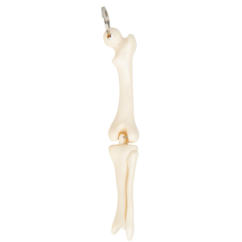 Knee Joint Bone Keyring 2