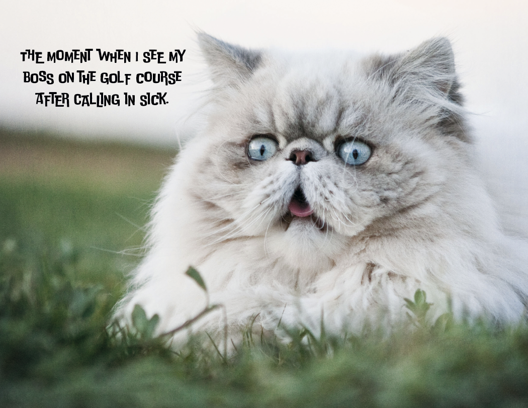 Good Value™ Pets with Attitude - Spiral Calendar 42
