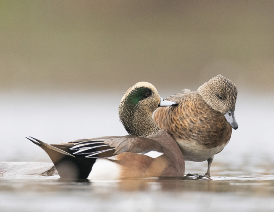 Good Value™ Waterfowl - Stapled Calendar 41