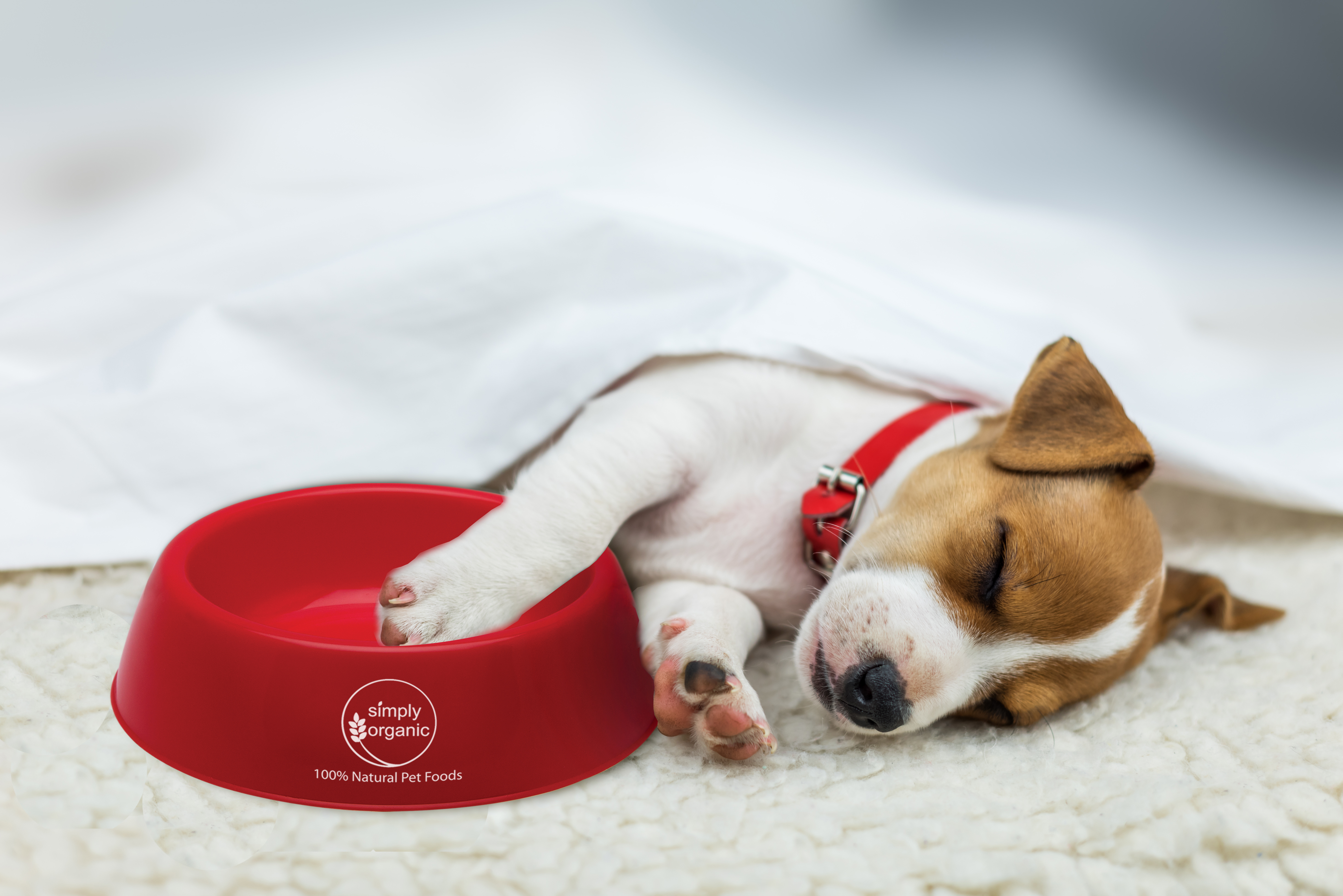 Plastic Pet Bowl 1