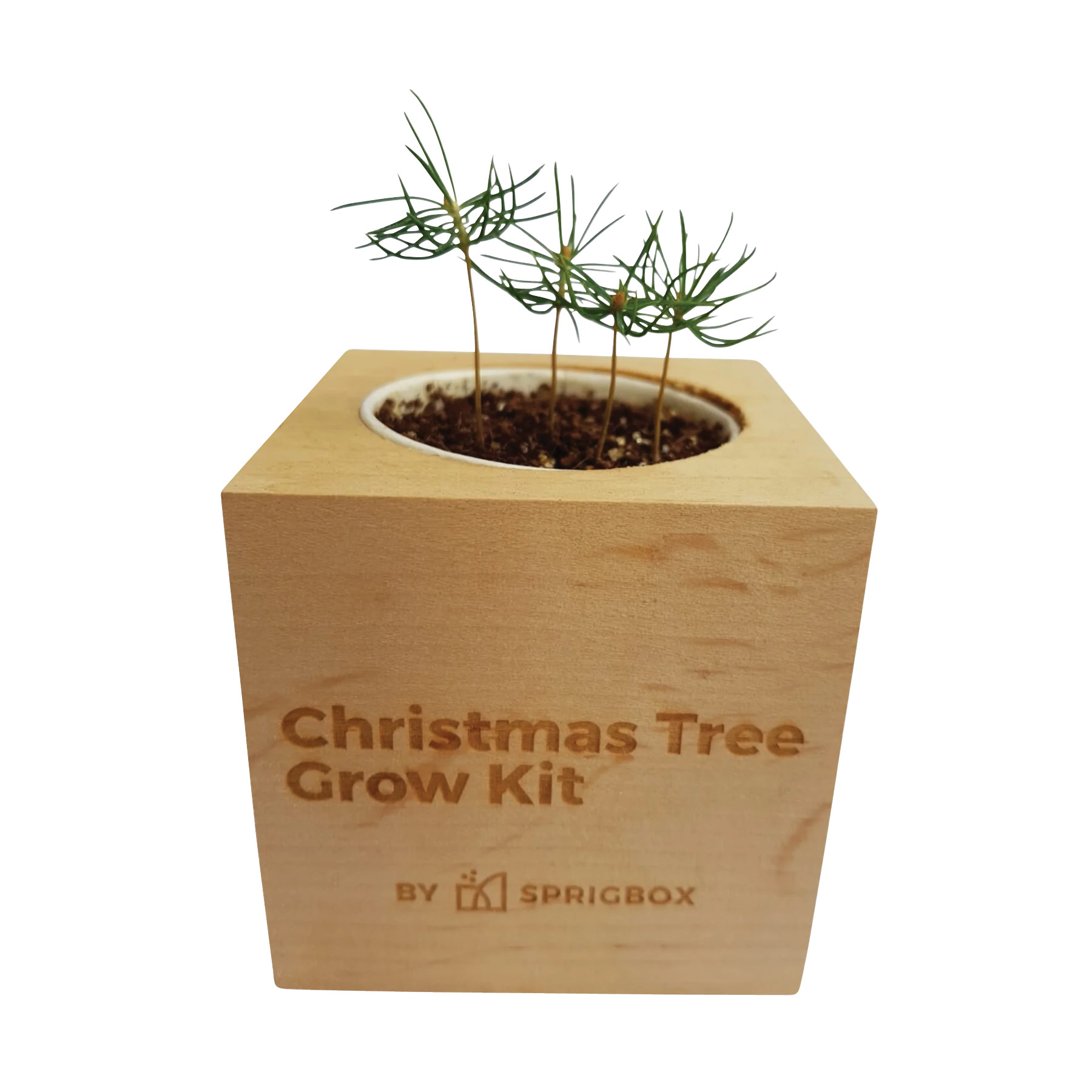 Sprigbox Christmas Tree Grow Kit 13