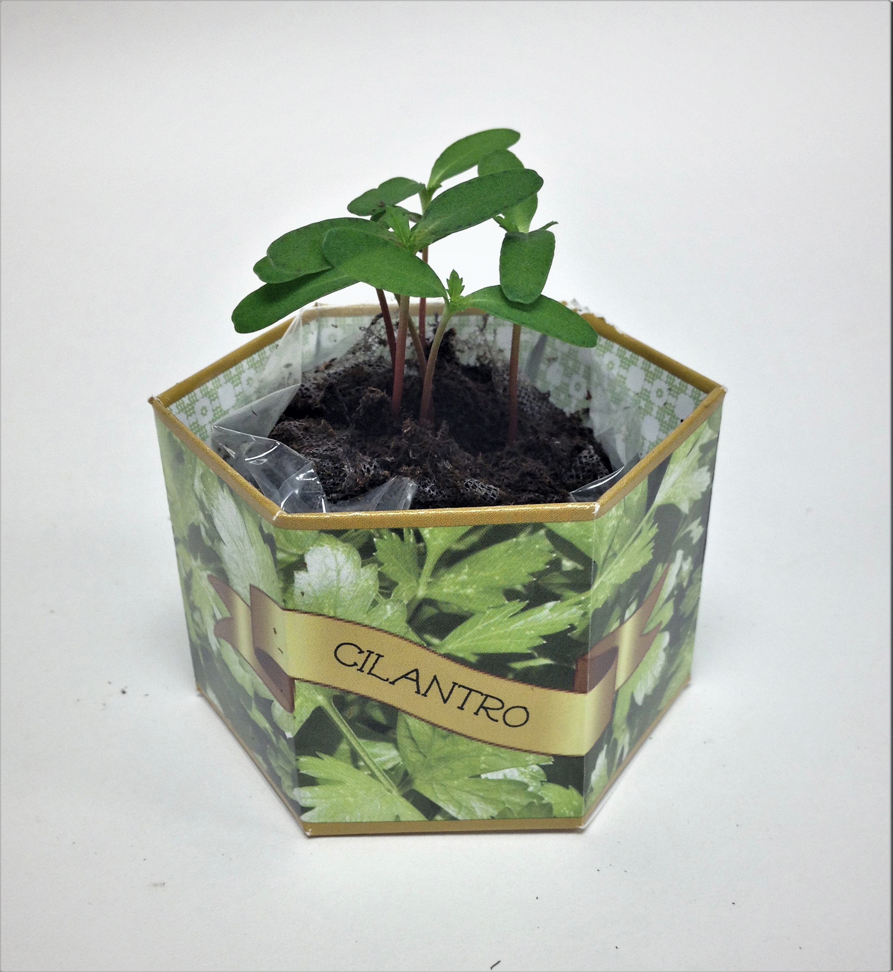 Cilantro/Coriander SeedGems Paper Planter - Biodegradable grow kit 3