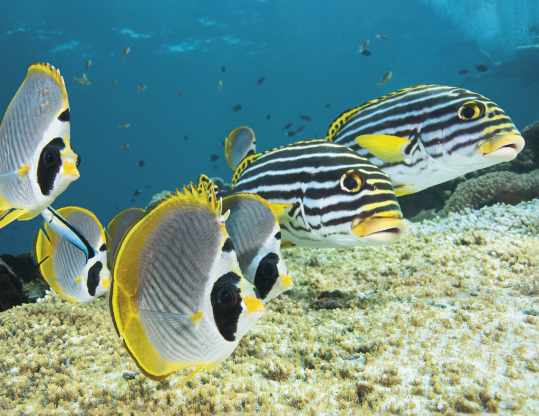 Good Value™ Ocean Glory - Stapled Calendar