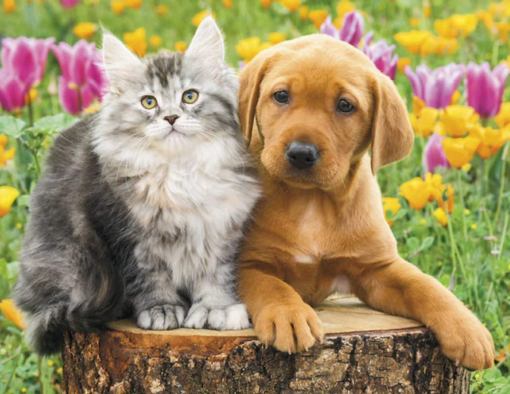 HotLine® Products Four Paws Appointment Calendar - Stapled 43