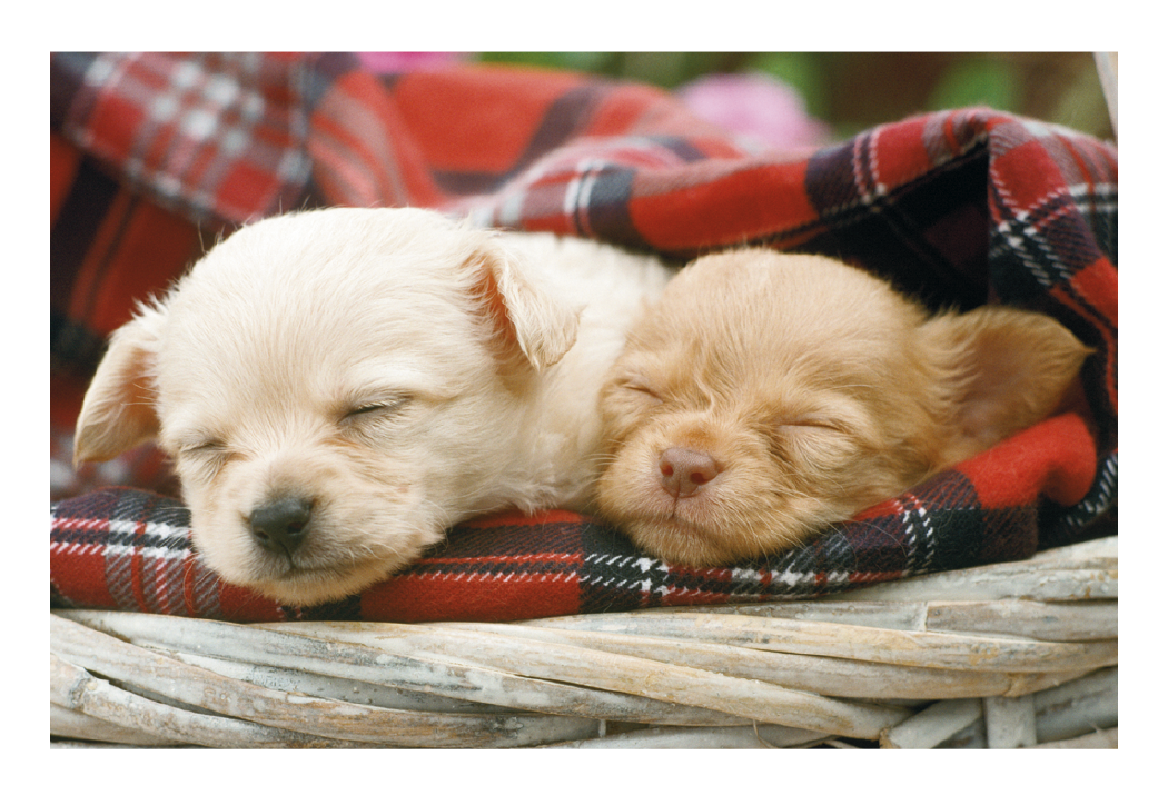 Triumph® Calendars Puppies & Kittens Pocket Calendar 47