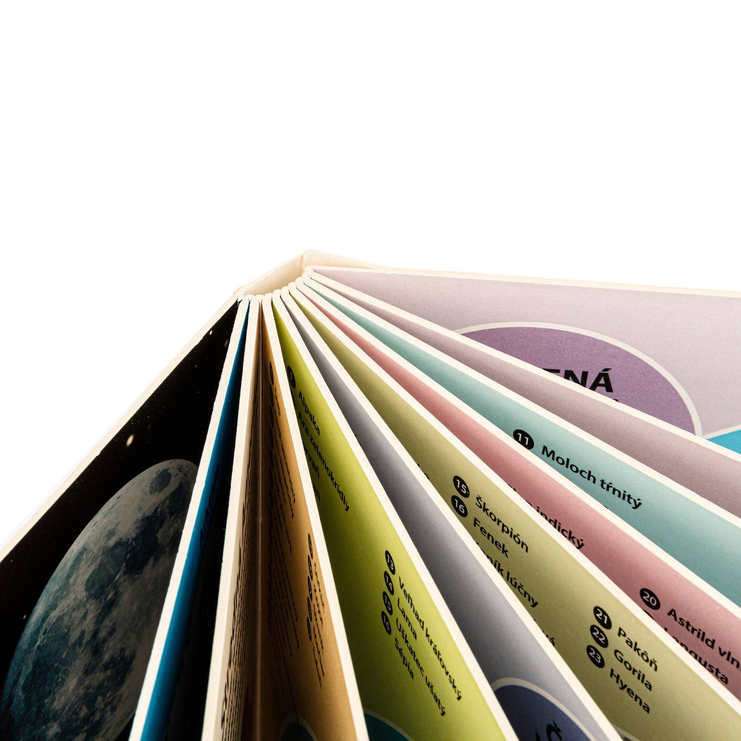 Colorful Die-Cut Indexed Board Book 4