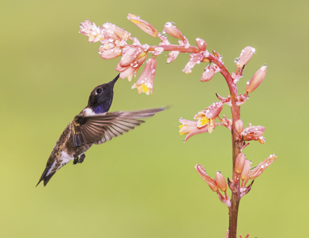 Good Value™ Birds of North America - Spiral Calendar 46