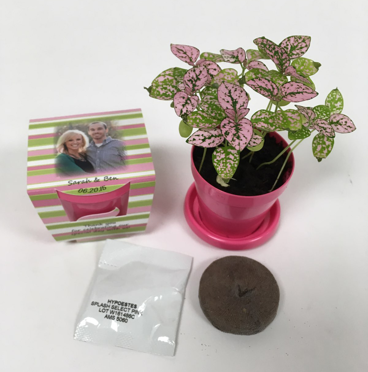 Hypoestes 'Polka Dot Houseplant' - SeedGems Paper Planter - Biodegradable grow kit 4