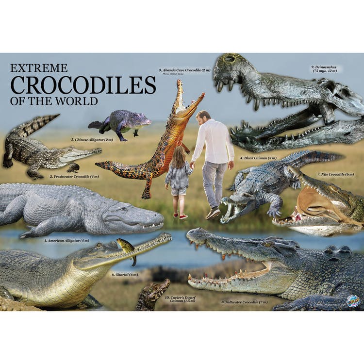 Wild Environmental Science Lab Kit - Extreme Crocodiles of the World 1