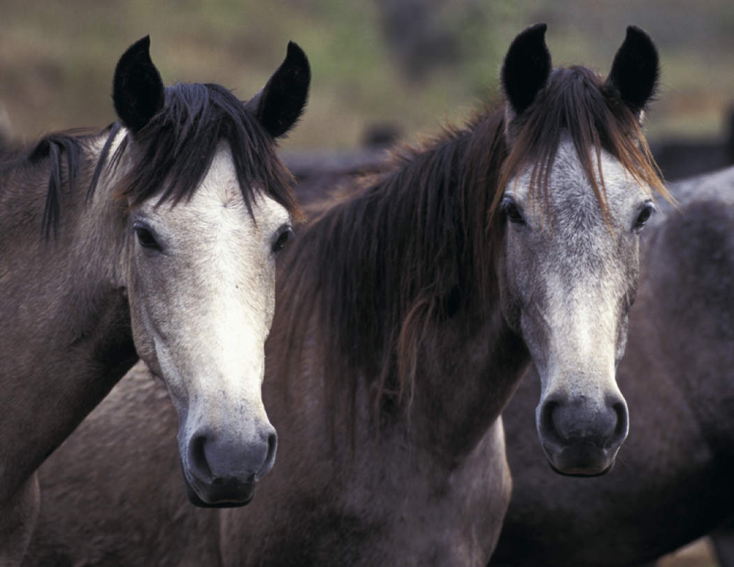 Triumph® Calendars Horses Calendar 65