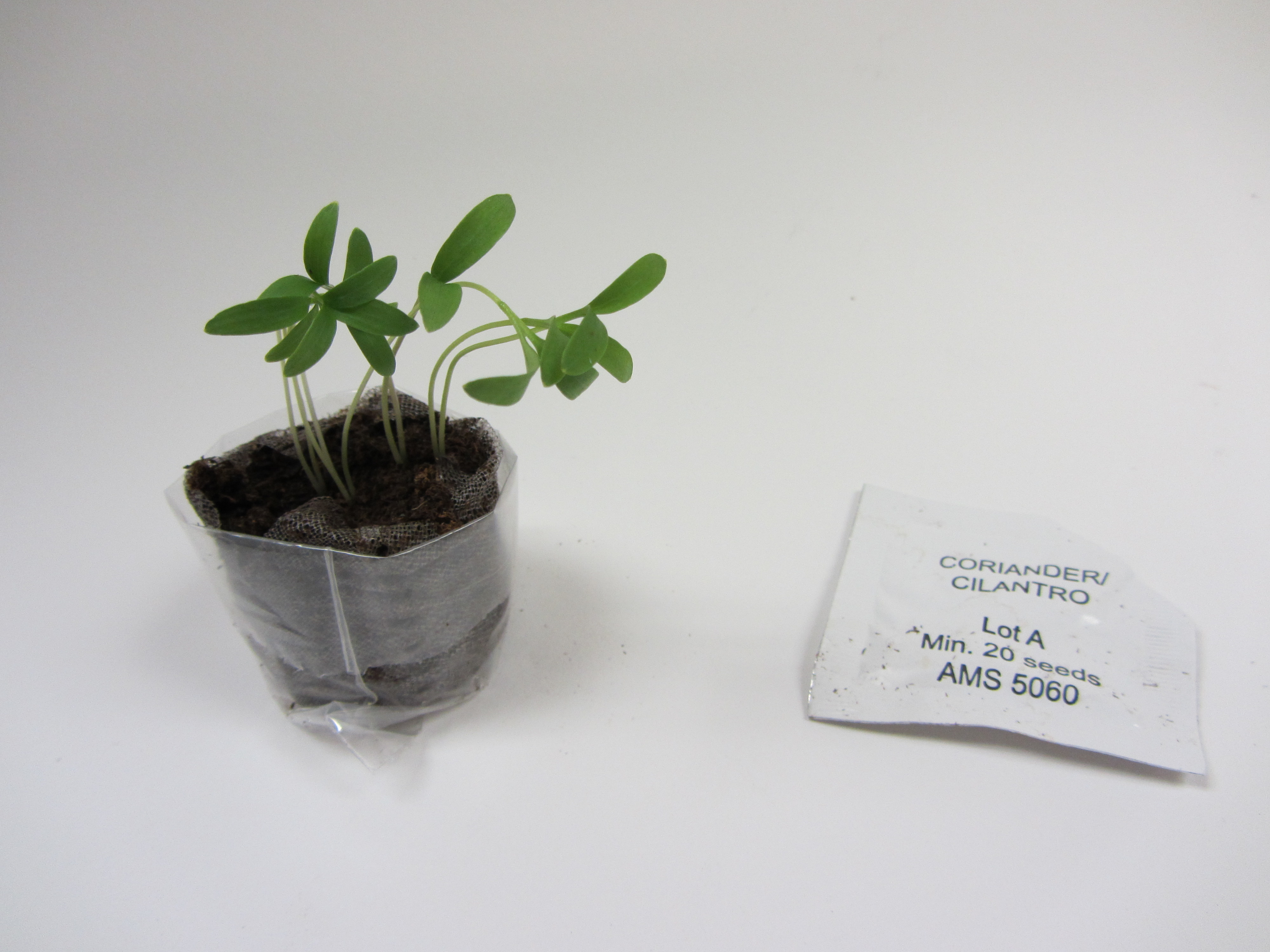 Zinnia 'Illumination' SeedGems Paper Planter - Biodegradable grow kit 4