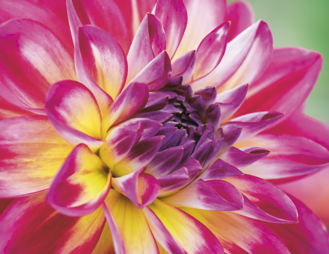 Good Value™ Flowers - Spiral Calendar 10