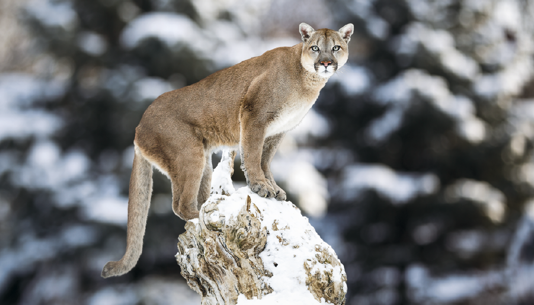 Triumph® Calendars North American Wildlife Calendar 40