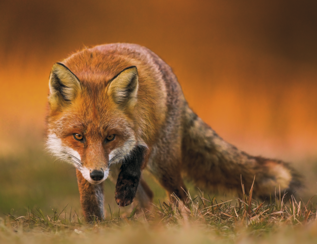 Good Value™ Wildlife Portraits - Window Calendar 58